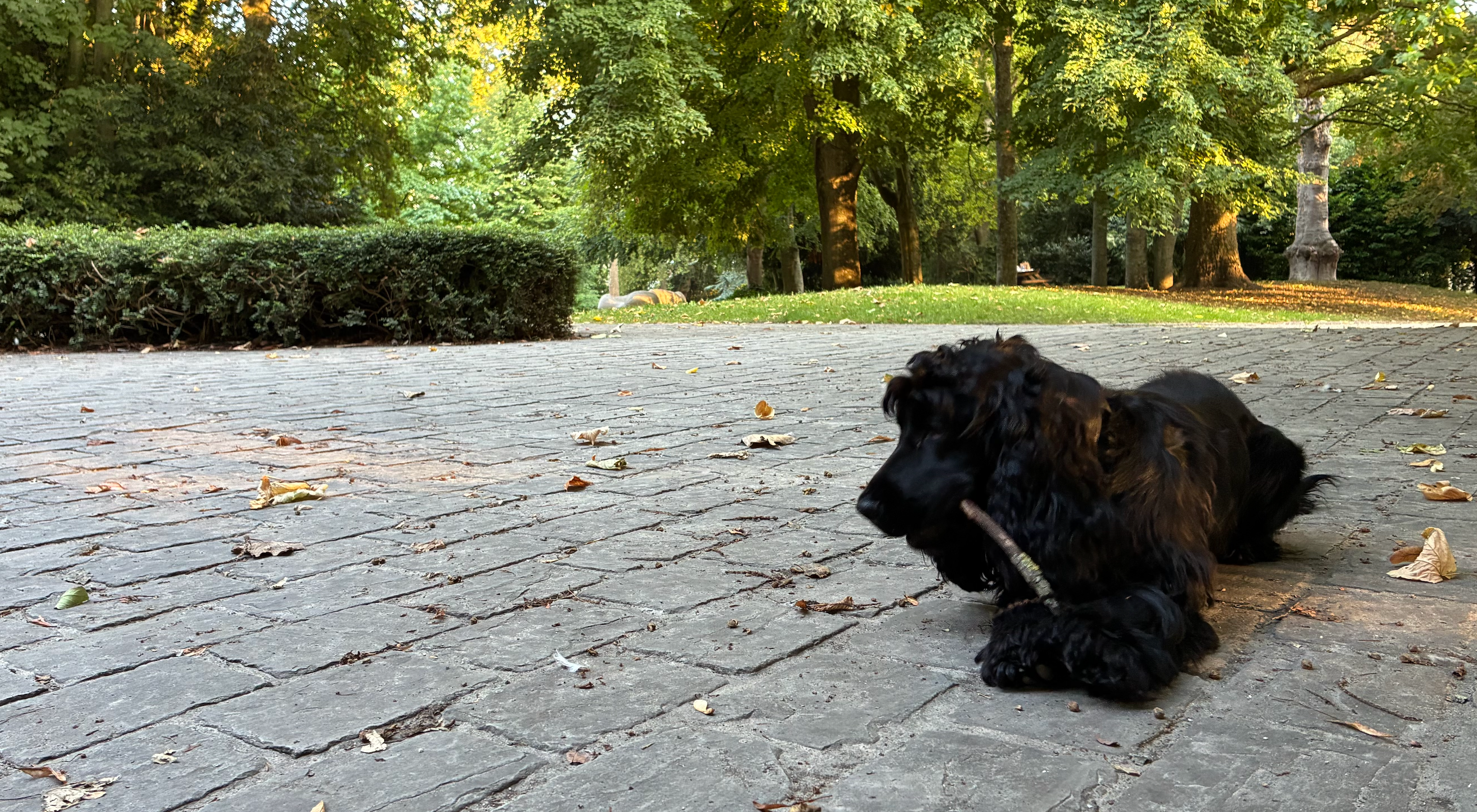 Why Your Cocker Loves Retrieving So Much (and What It Says About the Breed)