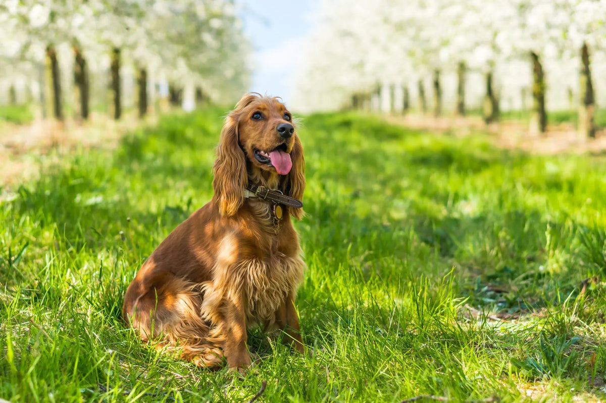 5 Super Tips for Raising a Cocker Spaniel Puppy