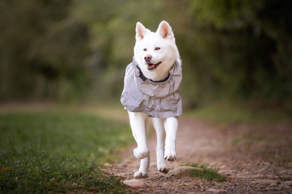 Manteau imperméable haute visibilité Hiking pour chien – Croci