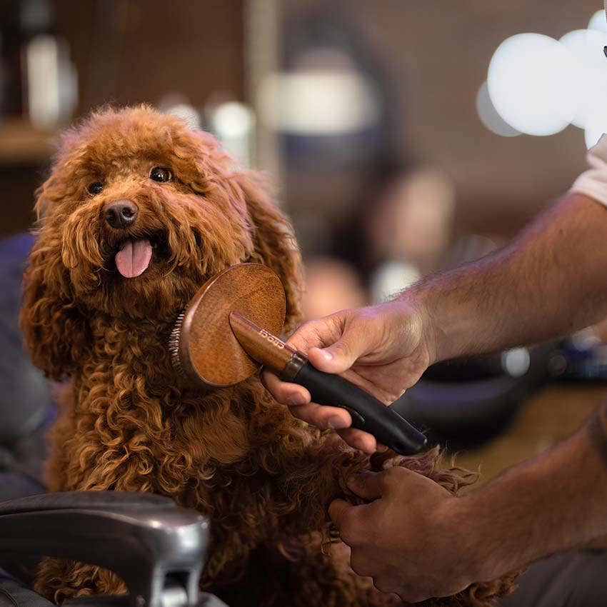 Barbershop Slicker Brush for Dogs – Croci