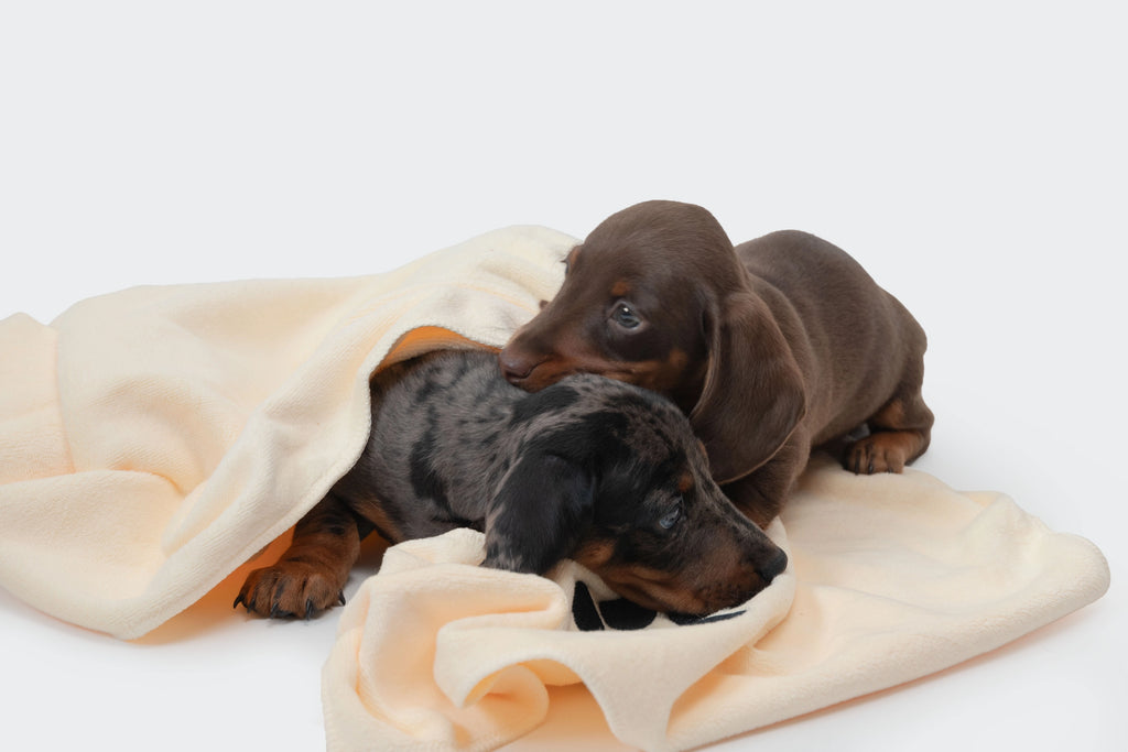 Microfiber Towel for Cockers – Set of 4