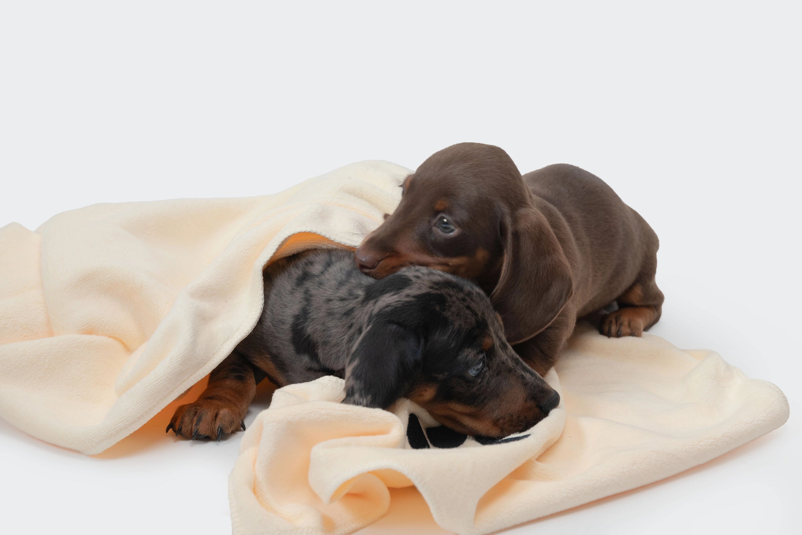 Microfiber Towel for Cockers – Set of 4