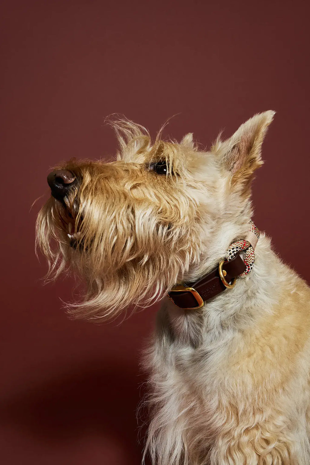 Collier Scottish Tartan – Corde & Biothane